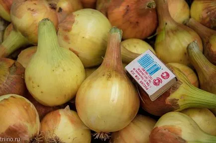 Cum să crească o ceapa mare
