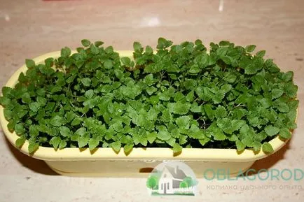 Cum să crească menta pe pervazul ferestrei - Walkthrough (cresc) Cum să crească menta pe pervazul ferestrei - Walkthrough