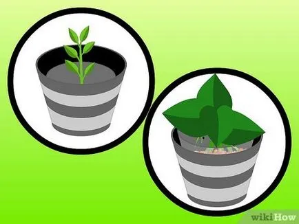Cum de a cultiva plante de interior în apă (hidroponic), (în cameră) Cum de a cultiva plante de interior în apă (hidroponic)