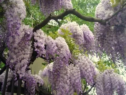 Cum să crească Wisteria