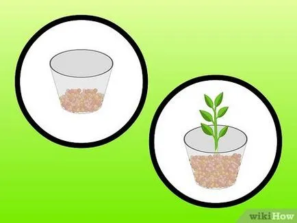 Cum de a cultiva plante de interior în apă (hidroponic), (în cameră) Cum de a cultiva plante de interior în apă (hidroponic)