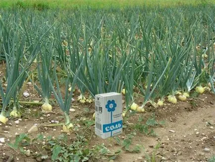 Cum să crească ceapa, răspunsuri la întrebările dvs. (să crească) Cum să crească ceapa, răspunsuri la întrebările dvs.