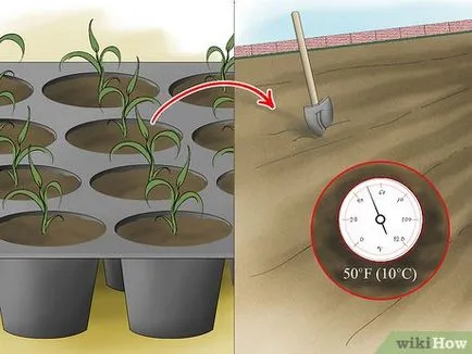 Cum de a cultiva mei