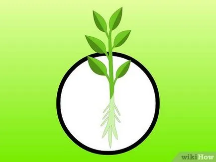 Cum de a cultiva plante de interior în apă (hidroponic), (în cameră) Cum de a cultiva plante de interior în apă (hidroponic)
