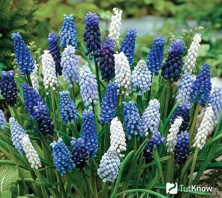 Cum să crească un Muscari acasă (în creștere) Cum să crească un Muscari acasă