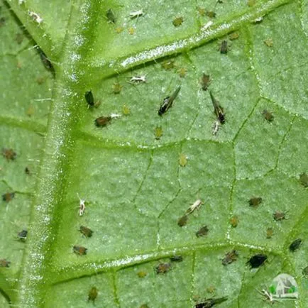 Cum să crească menta pe pervazul ferestrei - Walkthrough (pervaz) Cum să crească menta pe pervazul ferestrei - Walkthrough