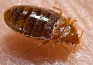 Cum de a aduce bug-uri pat din propriile lor apartamente