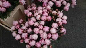 Cum se păstrează bujori 5 moduri de a prelungi Bloom într-un vas