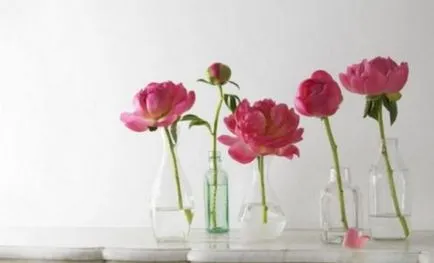 Cum se păstrează bujori 5 moduri de a prelungi Bloom într-un vas