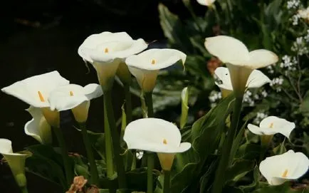 de îngrijire la domiciliu Calla