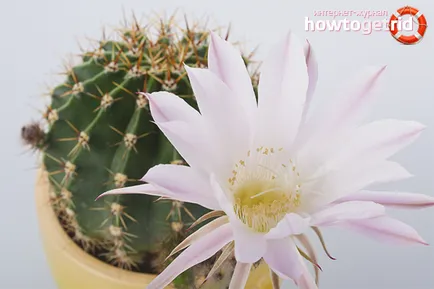 Cum de a face floare cactuși la domiciliu