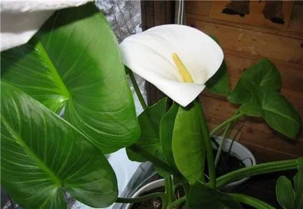 Calla de îngrijire de flori la domiciliu și în creștere într-o oală, video și fotografii (calla) Calla de îngrijire de flori la domiciliu și în creștere într-o oală, clipuri video și fotografii
