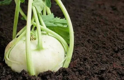cultivarea varză creață și întreținere (cultivarea varză creață și întreținere) Cultivarea varză creață și îngrijire