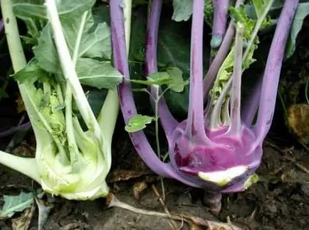 Cultivarea gulie varză și întreținere în teren deschis (sol) cultivarea varză creață și întreținere în câmp deschis