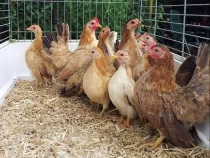 pui rasa Dwarf, cu o descriere a top-5, foto și video