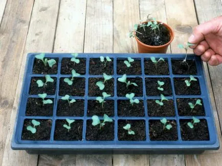 Cultivarea gulie varză și întreținere (varză) Cultivarea varză creață și îngrijire