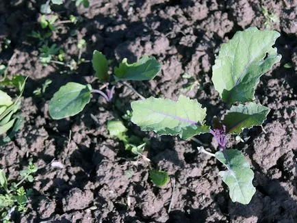 Varza creață - în creștere în câmp deschis, gulie fotografie, plantarea și îngrijirea creață; ca și (deschis) Varza creață - în creștere în câmp deschis, gulie fotografie, plantarea și îngrijirea creață; cum