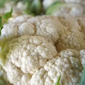 Răsaduri de conopidă în casă, cabana