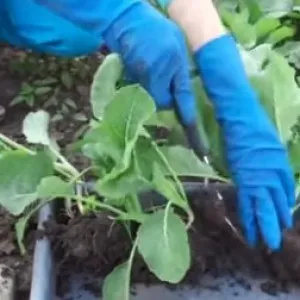 Răsaduri de conopidă în casă, cabana