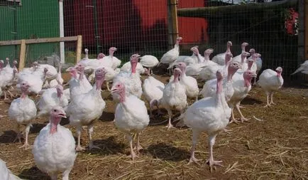 Curcani de reproducție ca o afacere este profitabilă sau nu, plan de afaceri de-a gata (curcani de reproducție de afaceri) Curcani de reproducție ca o afacere este profitabilă sau nu, plan de afaceri de-a gata
