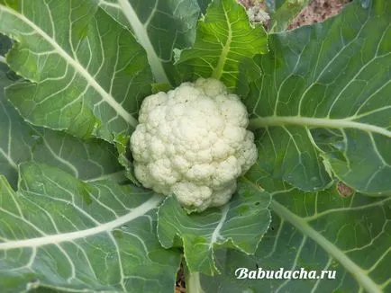 Răsaduri de conopidă în casă, cabana