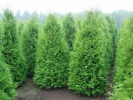 butași de reproducere Arborvitae