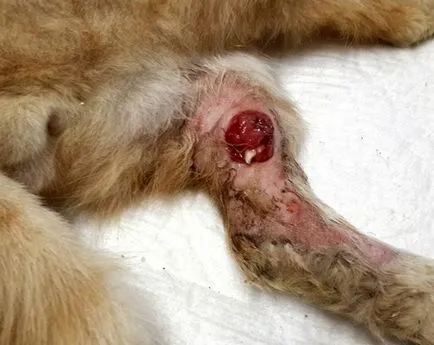 Rănile după o luptă la o pisică de îngrijire, rana pe cap, rana purulenta decât vindecarea