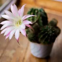 Ce înflorire cactus - semne