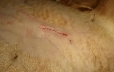 Castrarea si sterilizarea pisicilor, trebuie să știți despre această procedură (mărcile pisică după castrare) Castrarea si sterilizarea pisicilor, trebuie să știți despre această procedură