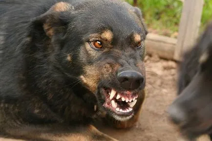 Ce vis pe care ești atacat de o interpretare psihologică câine (câine) Ce vis pe care ești atacat de un câine interpretare psihologică