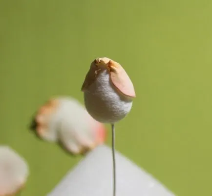 floristica ceramice