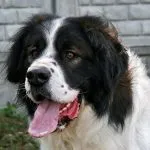 Poreclele de câini din rasele de talie mare (50 poze) pentru Shepherd Boy german, pentru a lupta cu un sentiment de copii