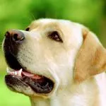 Poreclele de câini din rasele de talie mare (50 poze) pentru Shepherd Boy german, pentru a lupta cu un sentiment de copii