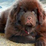 Poreclele de câini din rasele de talie mare (50 poze) pentru Shepherd Boy german, pentru a lupta cu un sentiment de copii