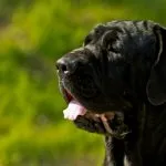 Poreclele de câini din rasele de talie mare (50 poze) pentru Shepherd Boy german, pentru a lupta cu un sentiment de copii
