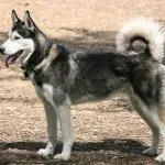 Poreclele de câini din rasele de talie mare (50 poze) pentru Shepherd Boy german, pentru a lupta cu un sentiment de copii