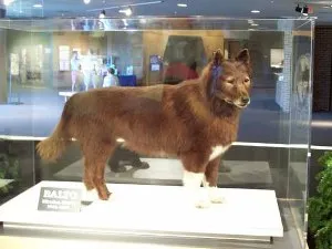 numele cainelui, alegerea numelui pentru un câine - porecle de câini celebri (câini) numele cainelui, alegerea numelui pentru un câine - porecle de caini celebri