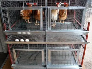 Celulele de stabilire a parametrilor de găini și caracteristici de fabricație