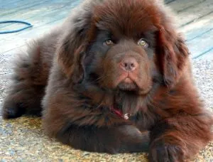 Poreclele de câini din rasele de talie mare (50 poze) pentru Shepherd Boy german, pentru a lupta cu un sentiment de copii