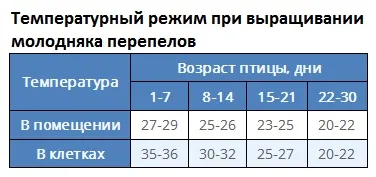 Cuști pentru desene de prepelita propriile mâini, diagrame, sfaturi (păsări) Colivii pentru prepelițe propriile mâini desene, diagrame, sfaturi