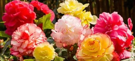 propagare begonia tuberoasă prin butași în apă