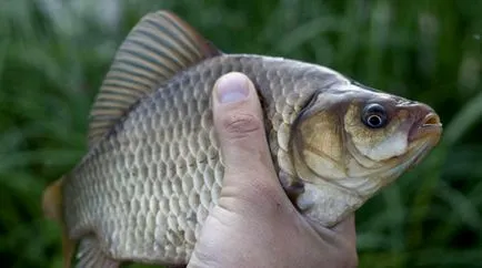 Carp ciuguli astăzi