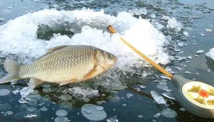 Carp ciuguli astăzi