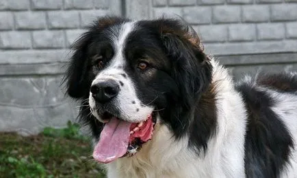 Poreclele de câini din rasele de talie mare (50 poze) pentru Shepherd Boy german, pentru a lupta cu un sentiment de copii