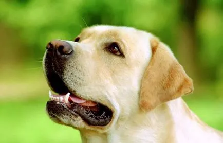 Poreclele de câini din rasele de talie mare (50 poze) pentru Shepherd Boy german, pentru a lupta cu un sentiment de copii
