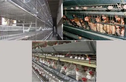Colivii pentru găinile ouătoare cu mâinile lor (celule) Cuști pentru găinile ouătoare cu mâinile lor