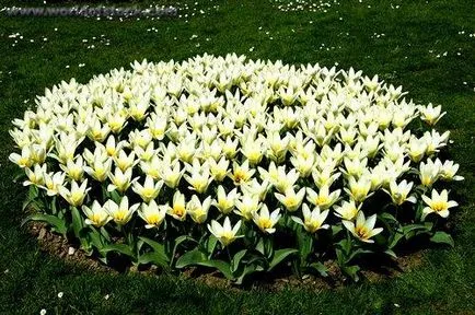 Flowerbeds detalii și detalii