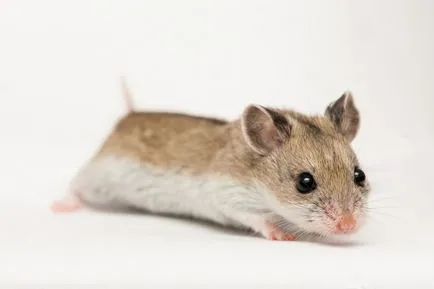 hamster chinezesc - fotografii, descriere și cât de multe vieți (descriere) hamster chinezesc - fotografii, descriere și cât de multe vieți