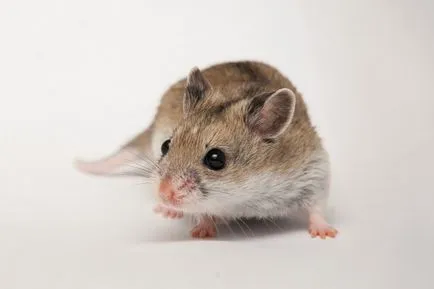 hamster chinezesc - fotografii, descriere și cât de multe vieți (descriere) hamster chinezesc - fotografii, descriere și cât de multe vieți