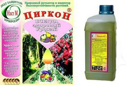 propagare begonia tuberoasă prin butași în apă